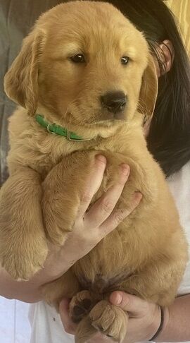 KC registered male and female Golden Retriever puppies for sale in Liverpool, Merseyside - Image 2