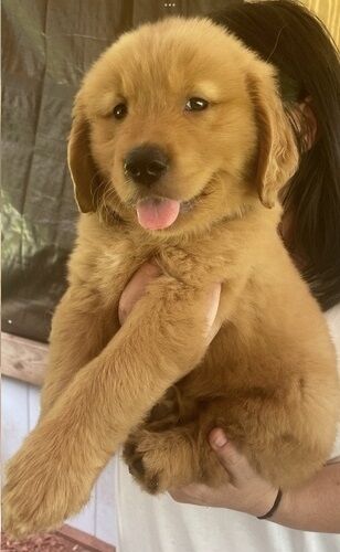 KC Registered Golden Retriever Puppies for sale in Merseyside