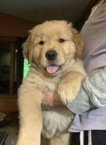 Golden Retriever Puppies for sale