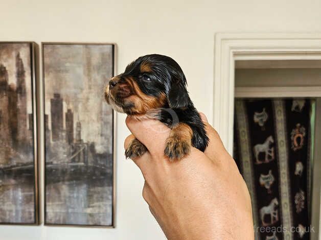 Kc registered mixed litter for sale in Barnsley, South Yorkshire - Image 1