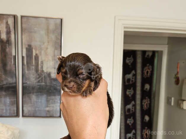 Kc registered mixed litter for sale in Barnsley, South Yorkshire - Image 3