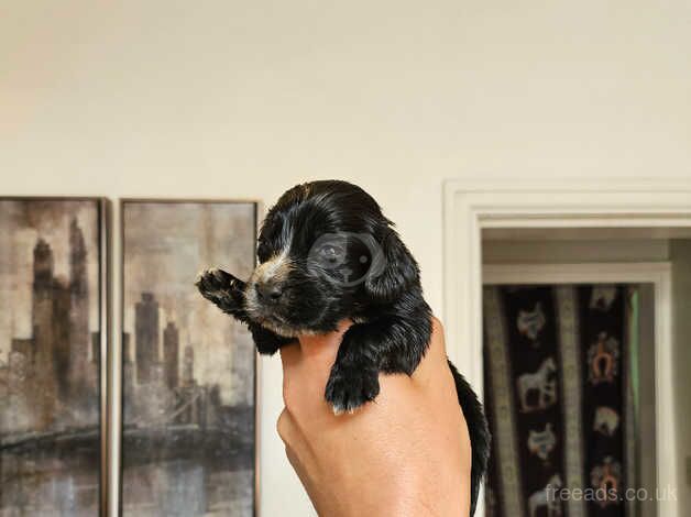 Kc registered mixed litter for sale in Barnsley, South Yorkshire - Image 5