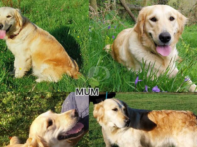 KC top quality health tested golden retrievers for sale in Saundersfoot, Pembrokeshire