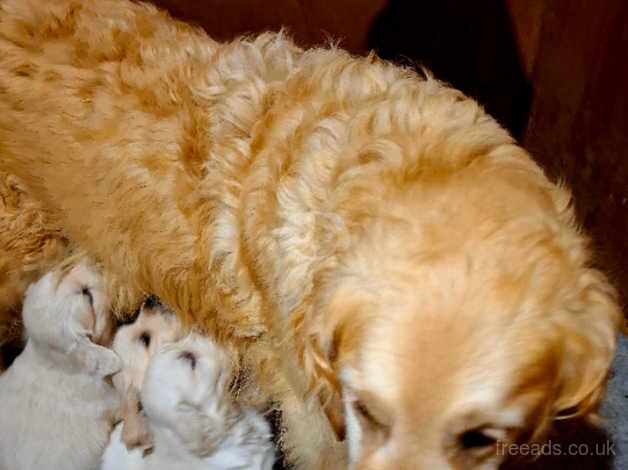 Kcr Golden Retriever pup for sale in Dungannon - Image 1