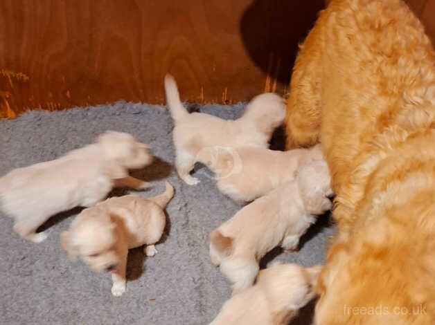 Kcr Golden Retriever pup for sale in Dungannon - Image 2