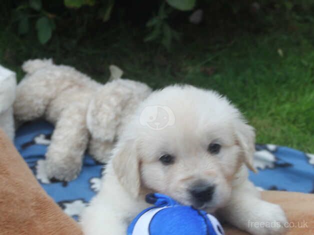 KENNEL CLUB ASSURED BREEDER for sale in Llanrwst, Conwy - Image 1