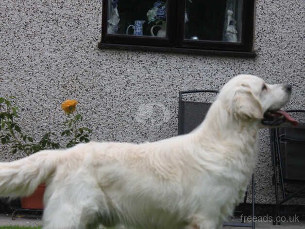 KENNEL CLUB ASSURED BREEDER for sale in Llanrwst, Conwy - Image 2