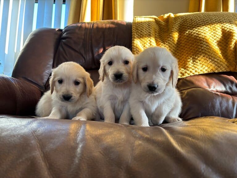 Kennel club Golden Retriever for sale in Castlewellan, Down