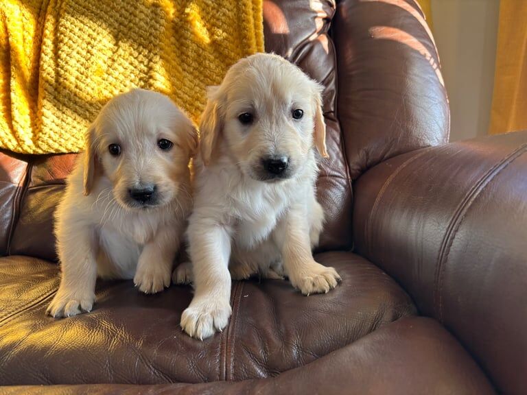 Kennel club Golden Retriever for sale in Castlewellan, Down - Image 2