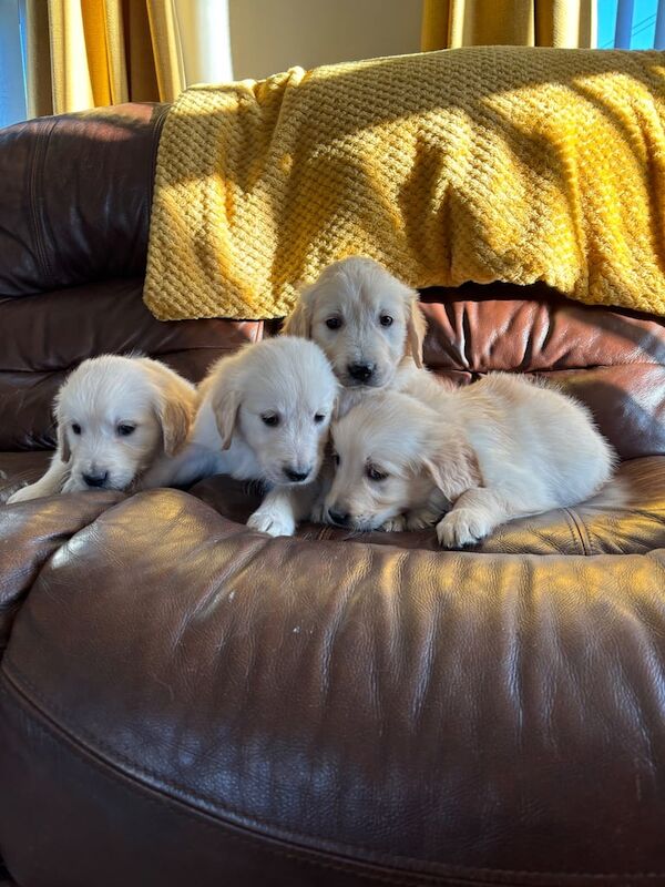 Kennel club Golden Retriever for sale in Castlewellan, Down - Image 3