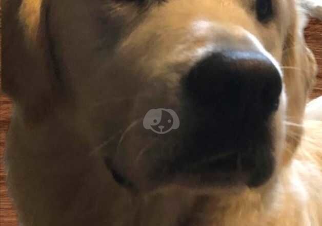 Kennel club registered 8 month old male golden retriever for sale in Skegness, Lincolnshire - Image 2