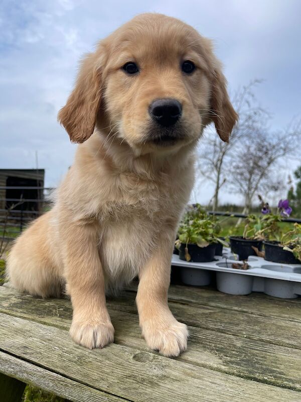 Kennel Club Registered Golden Retriever pup for sale in Waltham on the Wolds, Leicestershire