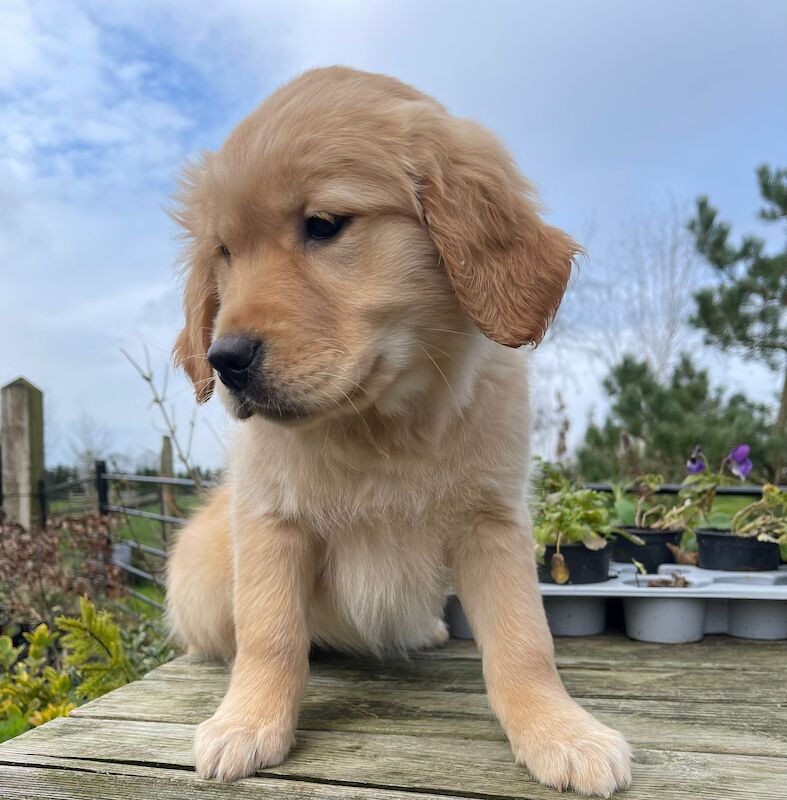 Kennel Club Registered Golden Retriever pup for sale in Waltham on the Wolds, Leicestershire - Image 2