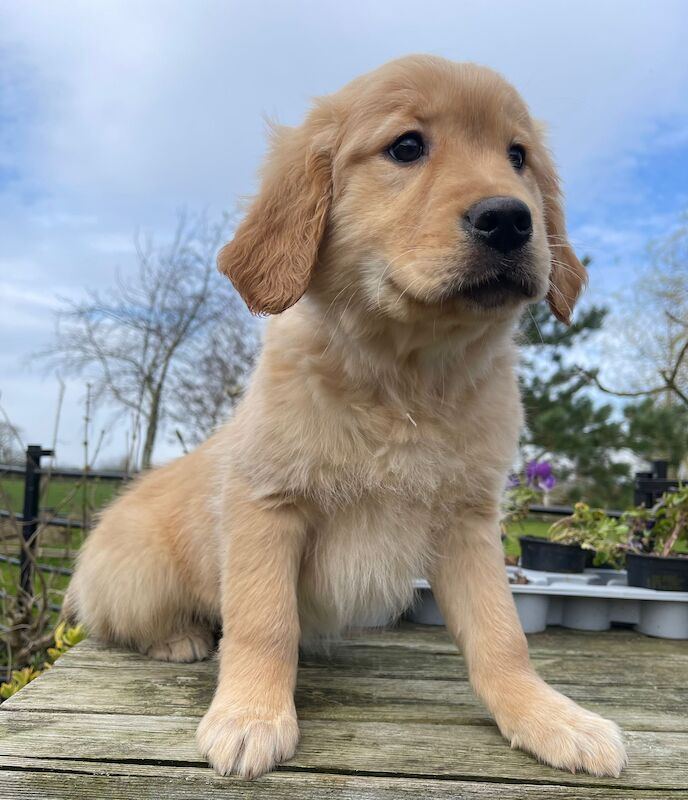 Kennel Club Registered Golden Retriever pup for sale in Waltham on the Wolds, Leicestershire - Image 3