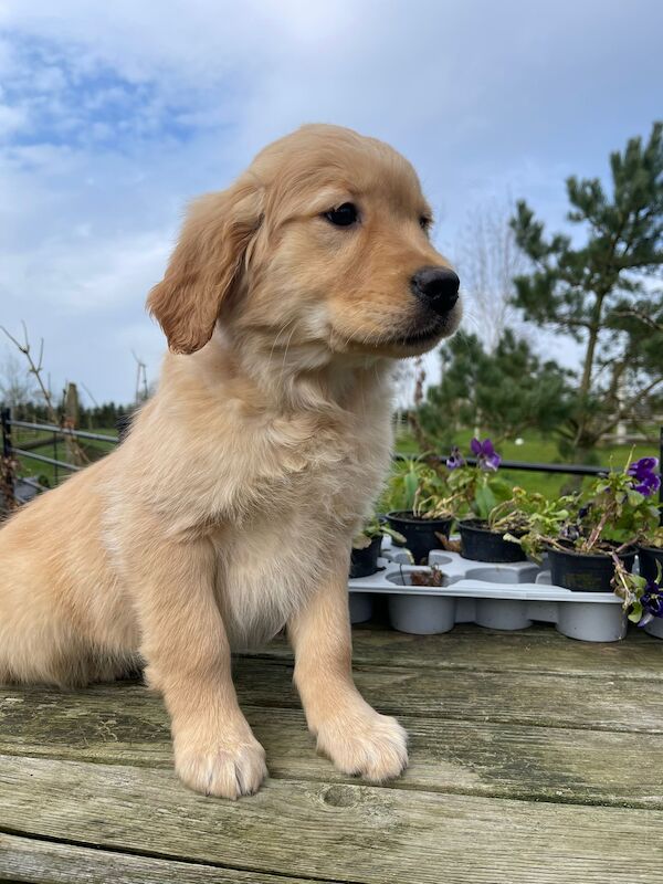 Kennel Club Registered Golden Retriever pup for sale in Waltham on the Wolds, Leicestershire - Image 4