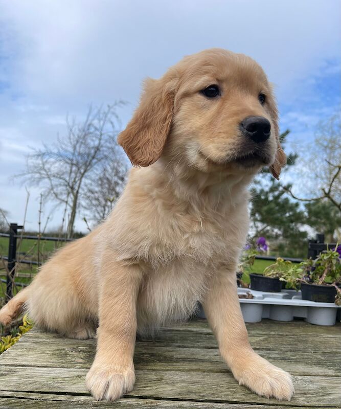 Kennel Club Registered Golden Retriever pup for sale in Waltham on the Wolds, Leicestershire - Image 5
