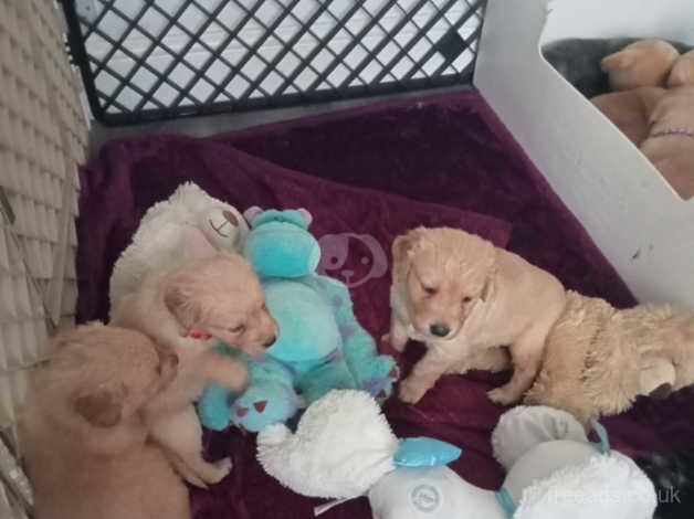 Kennel club registered golden retriever puppies for sale in Crook, County Durham