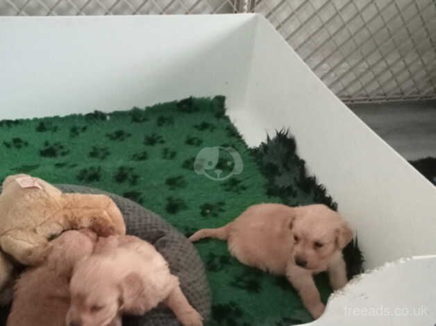 Golden Retrievers for sale in Crook, County Durham