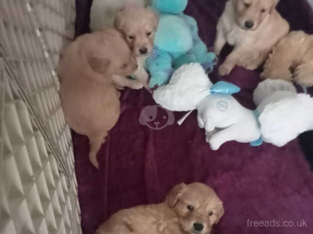 Golden Retriever Puppies for sale in County Durham