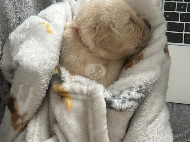 Kennel Club registered pure Golden Retriever Puppies for sale in Weston-super-Mare, Somerset