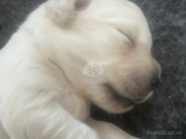 Kennel Club registered pure Golden Retriever Puppies for sale in Weston-super-Mare, Somerset - Image 3