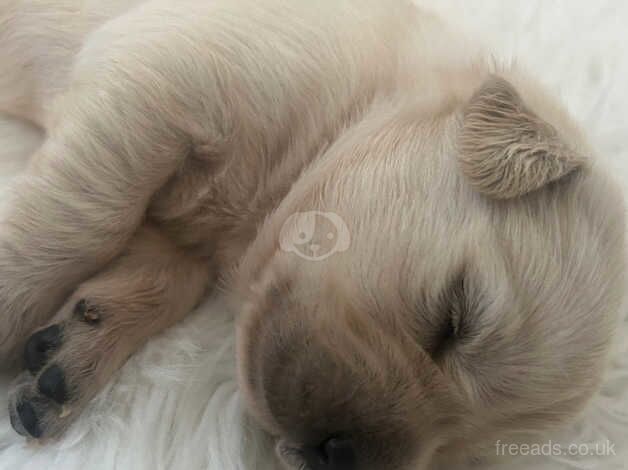 Kennel Club registered pure Golden Retriever Puppies for sale in Weston-super-Mare, Somerset - Image 4