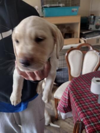 Labrador retriever puppies for sale in Strelley, Nottinghamshire