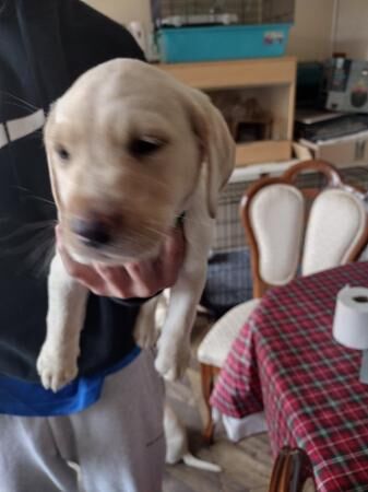 Labrador retriever puppies for sale in Strelley, Nottinghamshire - Image 1