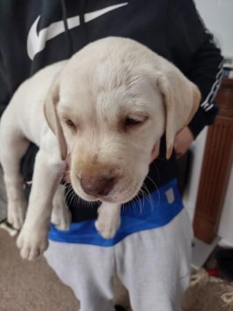 Labrador retriever puppies for sale in Strelley, Nottinghamshire - Image 2