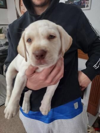 Labrador retriever puppies for sale in Strelley, Nottinghamshire - Image 3