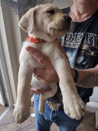 Labrador retriever puppies for sale in Strelley, Nottinghamshire - Image 5