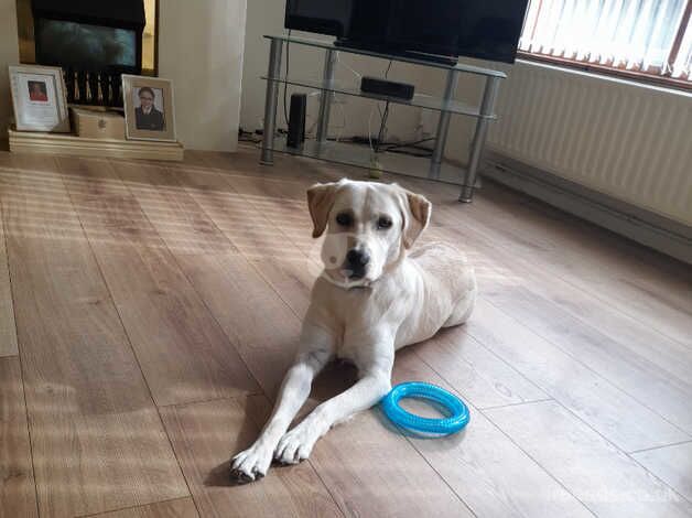 Lacey one year old labrador for sale in Newtownabbey