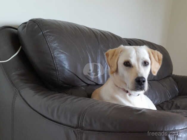 Lacey one year old labrador for sale in Newtownabbey - Image 2