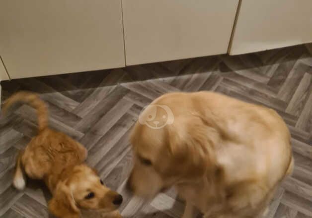 Golden Retrievers for sale in Ibstock, Leicestershire