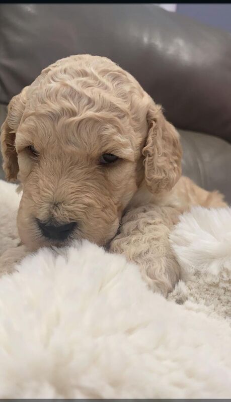 *LAST GOLDENDOODLE GIRL PUPPY* for sale in Glenrothes, Fife - Image 1