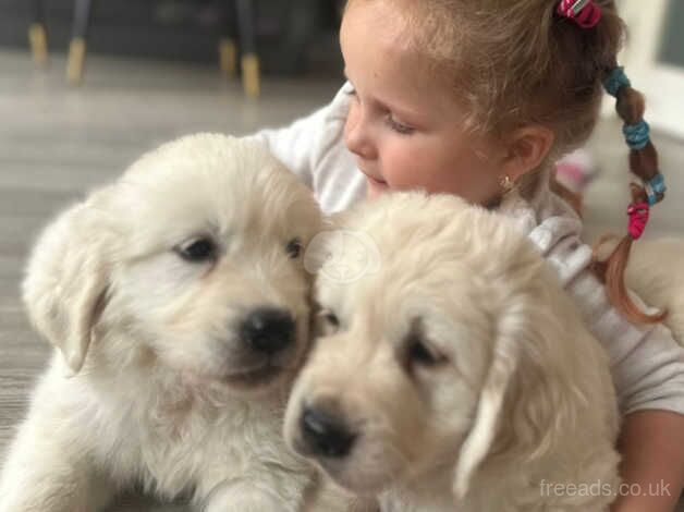 Last puppy left - Golden Retriever Male Pups / Dog for sale in Derby, Derbyshire - Image 1