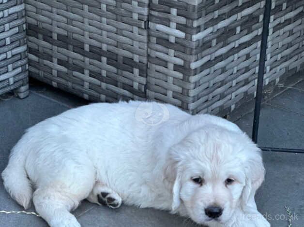 Last puppy left - Golden Retriever Male Pups / Dog for sale in Derby, Derbyshire - Image 2