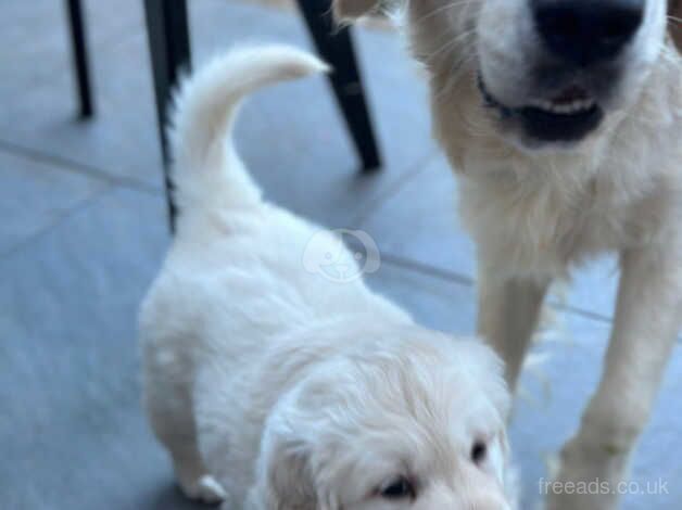 Last puppy left - Golden Retriever Male Pups / Dog for sale in Derby, Derbyshire - Image 3