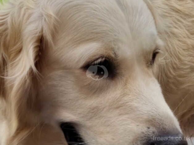 Last puppy left - Golden Retriever Male Pups / Dog for sale in Derby, Derbyshire - Image 5