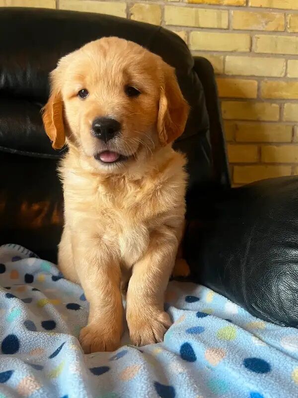 Litter of 8 Golden Retriever puppies for sale in Dungannon, Dungannon