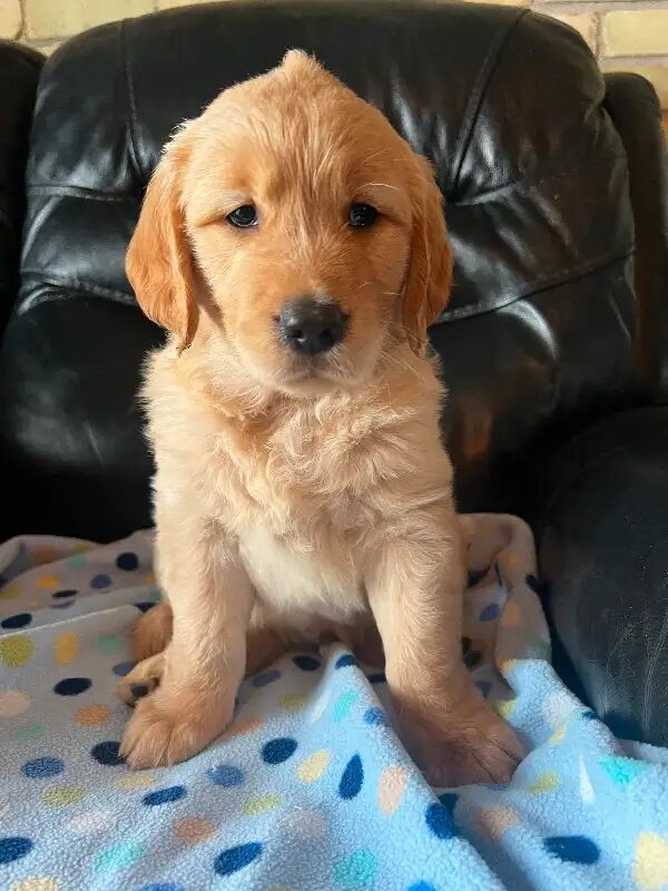 Litter of 8 Golden Retriever puppies for sale in Dungannon, Dungannon - Image 2