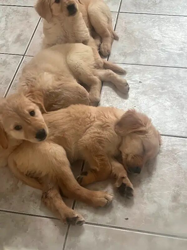 Litter of 8 Golden Retriever puppies for sale in Dungannon, Dungannon - Image 3