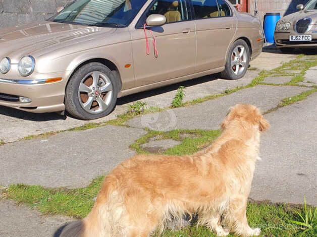 Golden Retriever Puppies for sale in Carmarthenshire