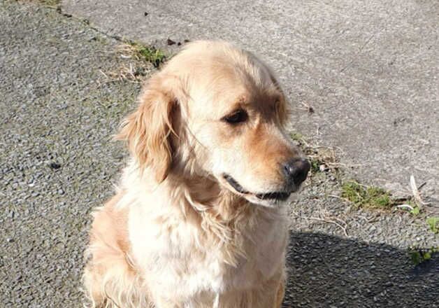 Lovely 4 year old female for sale in Carmarthen/Caerfyrddin, Carmarthenshire - Image 2