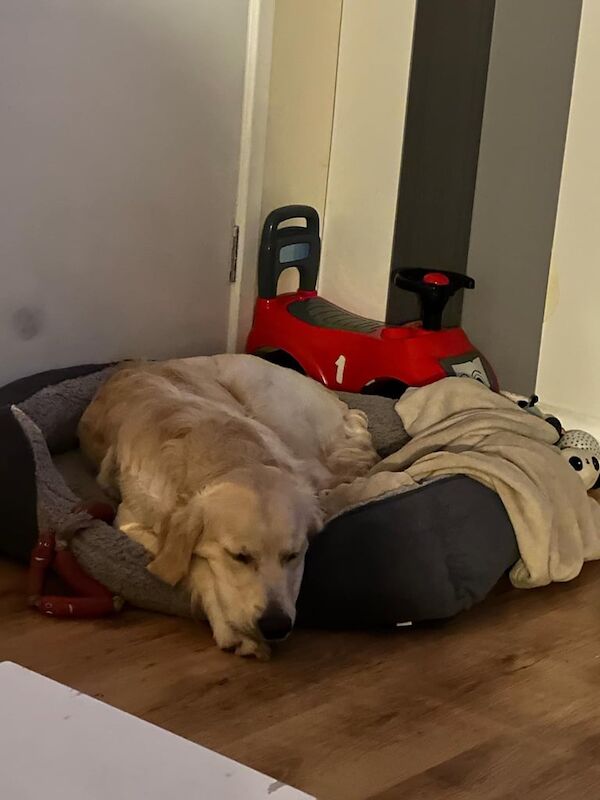 Lovely Golden Retriever Dog for sale in Quedgeley, Gloucestershire