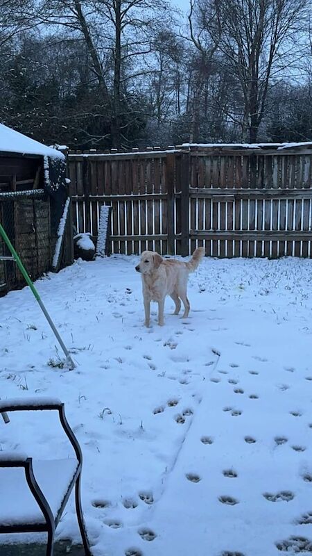 Lovely Golden Retriever Dog for sale in Quedgeley, Gloucestershire - Image 2