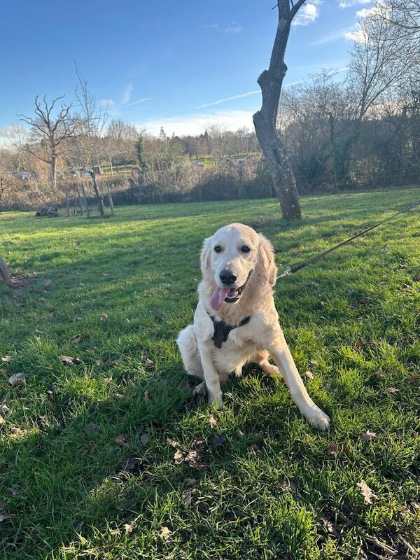 Lovely Golden Retriever Dog for sale in Quedgeley, Gloucestershire - Image 3