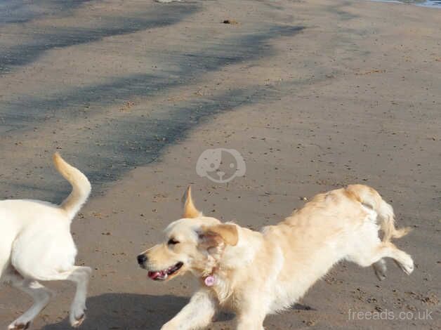 Lovely golden retriever for sale in Ashington, Northumberland