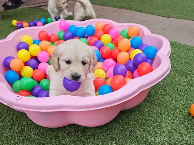 Lovely Golden Retriever puppies for sale in Wolverhampton, West Midlands