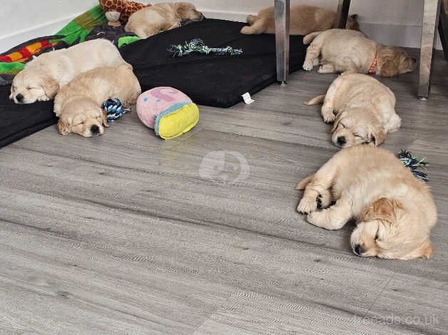 Lovely Golden Retriever puppies for sale in Wolverhampton, West Midlands - Image 3